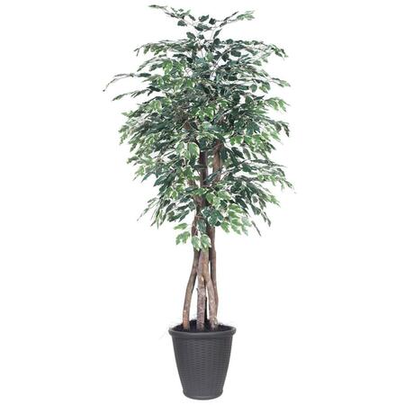 DARE2DECOR 6 ft. Variegated Ficus Executive Round Grey Decorative Plant, Green & White DA3255084